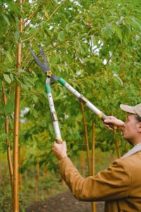 Taille branches